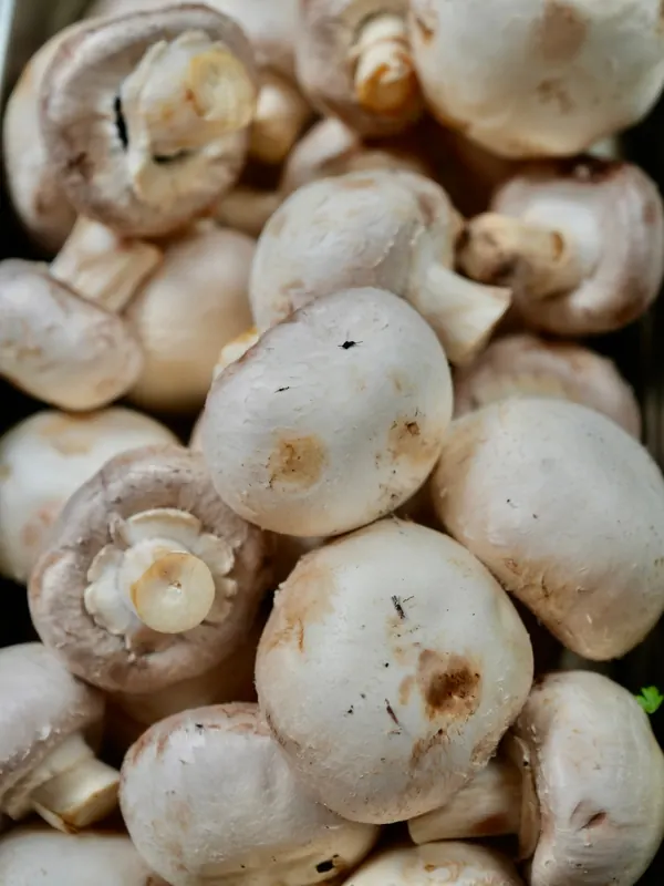 Button mushrooms, Delivered in the morning